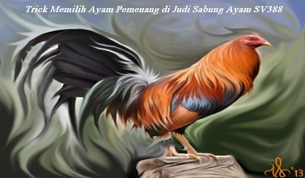 Trick Memilih Ayam Pemenang di Judi Sabung Ayam SV388